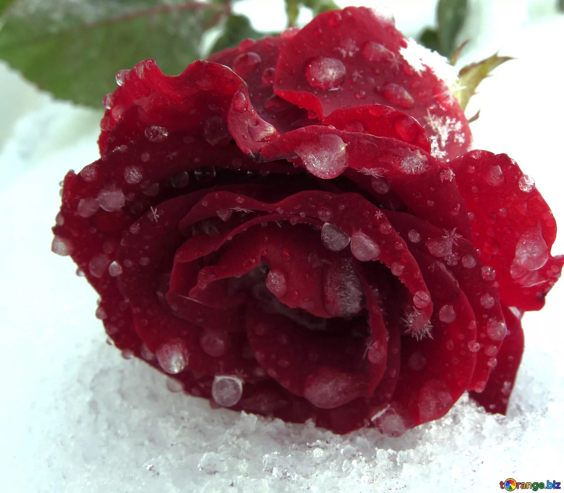 Розы на снегу. Цветы в снегу. Красивые розы на снегу.
