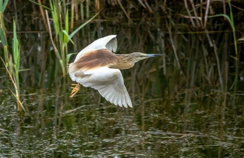 Вижу цапель. Серая цапля астраханского заповедника. Заповедник астрахань дельта. Вижу цапель. Две цапли.