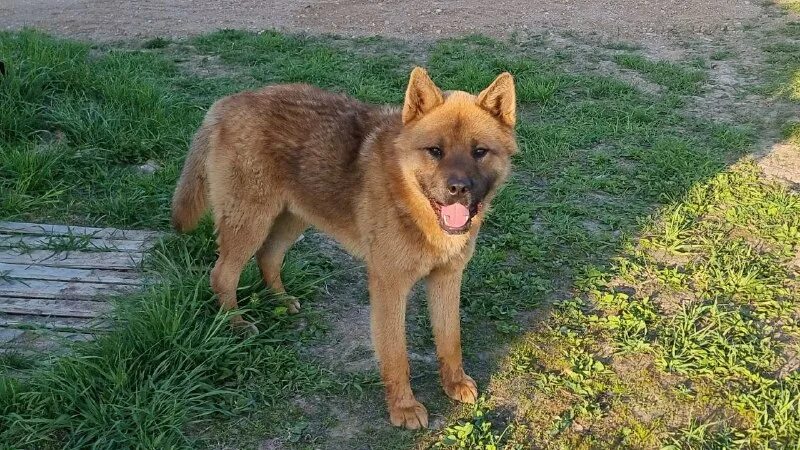 Я приручила бешеную собаку бывшего мужа 57. Индейцы и волки фэнтези. Кого приручил человек. Я приручила бешеную собаку бывшего мужа 57. Индейцы северной америки приручение волка.