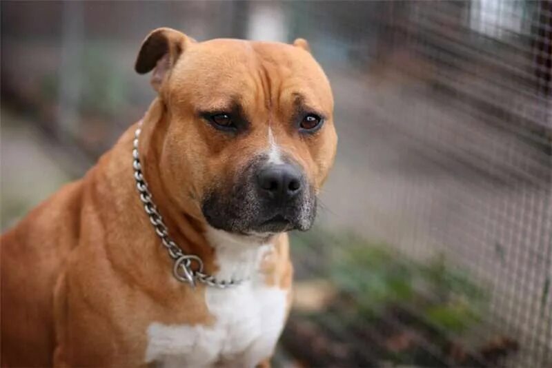 стафф против стаффа. питбуль vs амстафф. ротвейлер или стаффорд. американский пит стафф терьер. стаффордширский терьер и алабай.