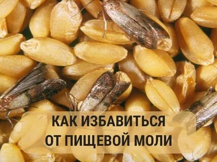 Моль в продуктах