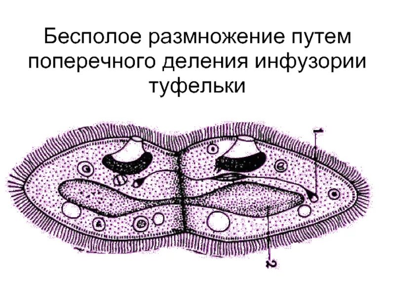 Деление инфузории туфельки бесполое. Поперечное деление инфузории. Поперечное деление инфузории туфельки.