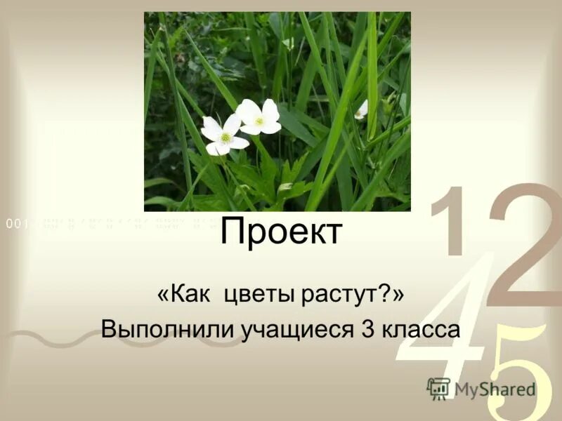 цветок сквозь асфальт. кто выращивает цветы. вырос цветок текст. мое хобби цветы презентация. ветреница цветущая в миксбордере.