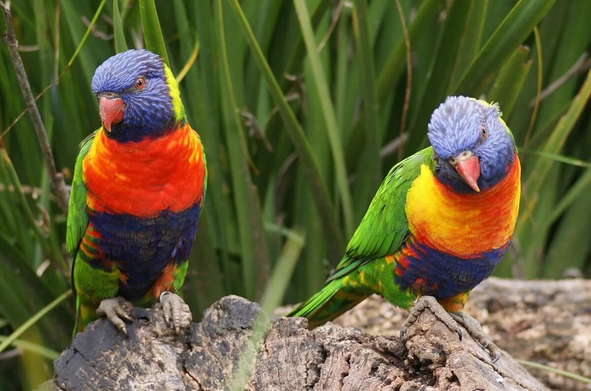 Rainbow lorikeet попугай. Попугай лорикет красный. Австралийский попугай всех цветов радуги 4 буквы. Попугай лори лорикет. Радужный лорикет.