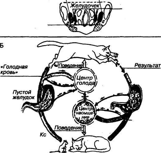 Центр голода располагается. Центр голода и насыщения схема. Голод и насыщение физиология. Теории голода и насыщения физиология. Теории насыщения физиология.