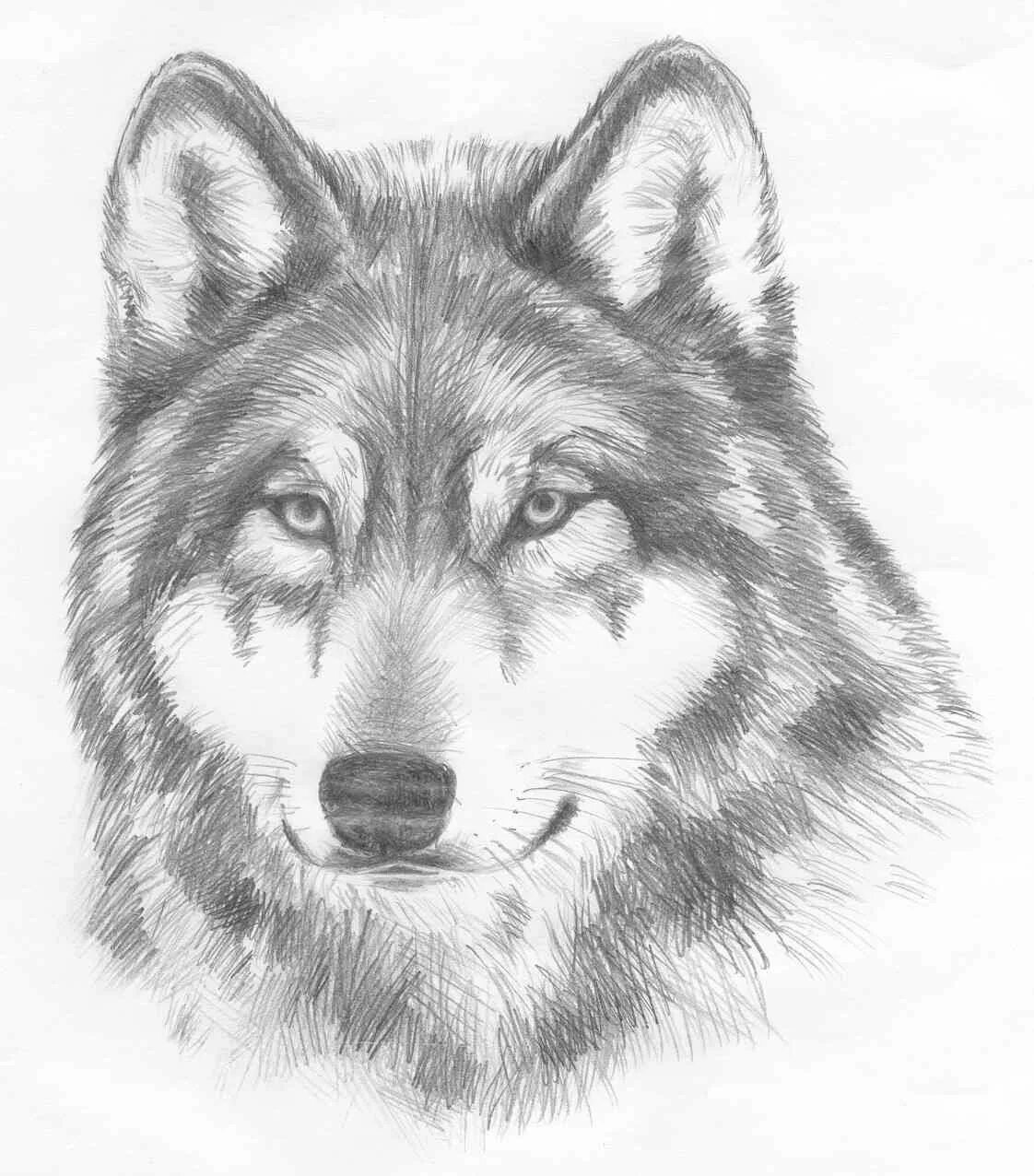 Картинки волка рисунки. Рисунки Волков карандашом. Волк карандашом. Нарисовать волка. Морда волка рисунок.