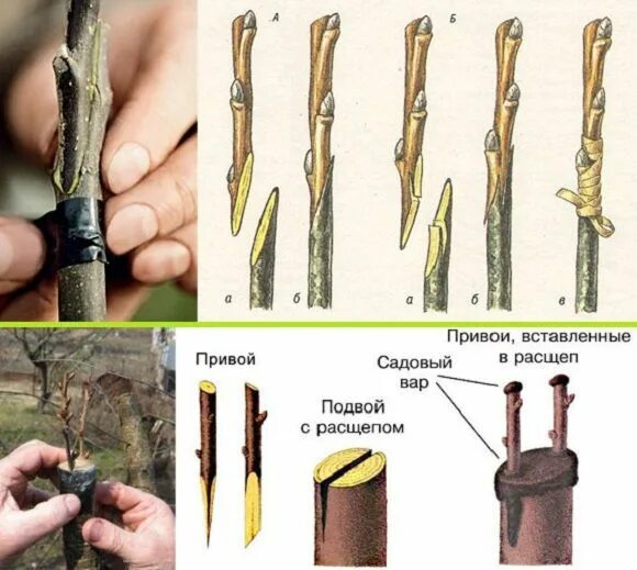Способы подвоев. Улучшенная копулировка плодовых деревьев. Прививка подвой привой. Способы подвоев. В9 подвой.