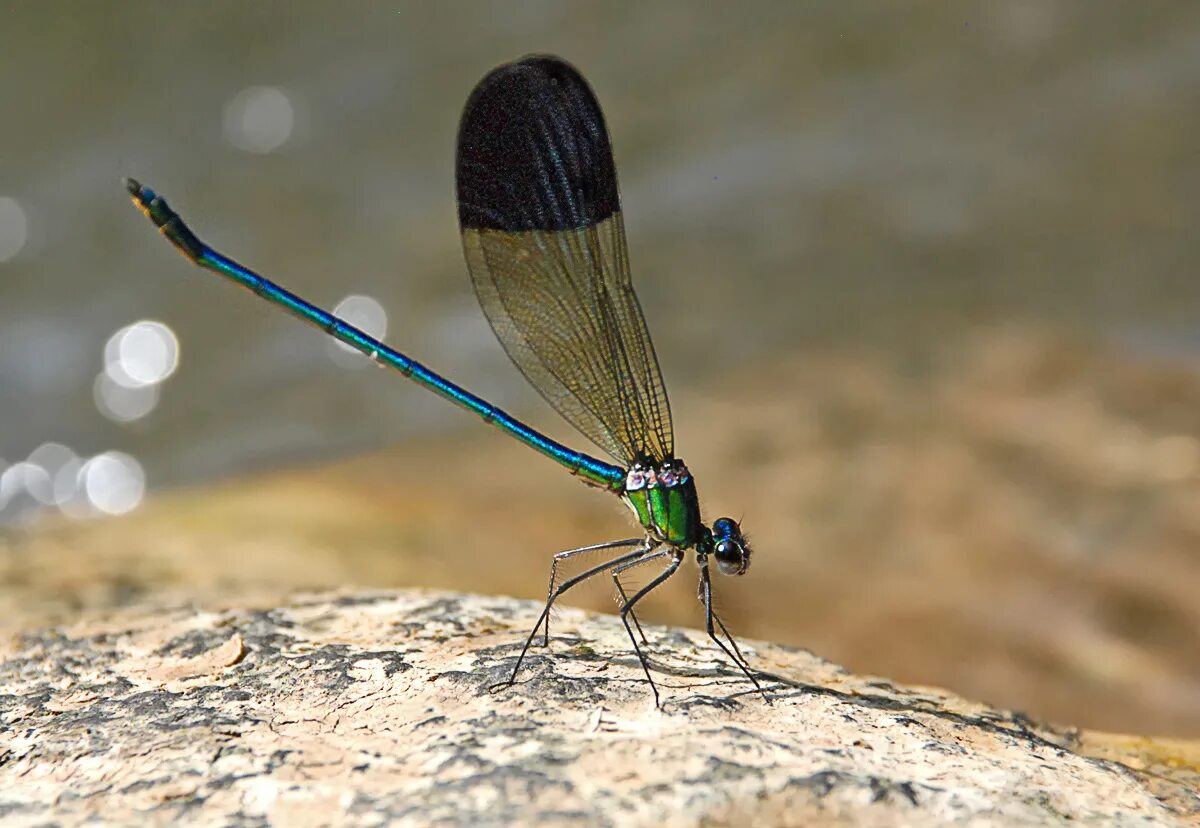 Красотка блестящая (Calopteryx splendens). Черная с синим Calopteryx splendens - Стрекоза.. Стрекоза с черными крыльями. Голубая Стрекоза с черными крыльями. Гнусное 7 букв