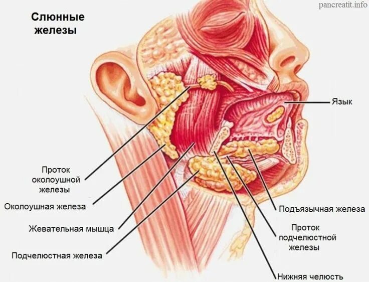 Сильно выделяется слюна. Анатомия слюнных желез человека строение и функции. Схема строения крупных слюнных желез. Подчелюстная слюнная железа анатомия. Слюнная околоушная слюнная железа.