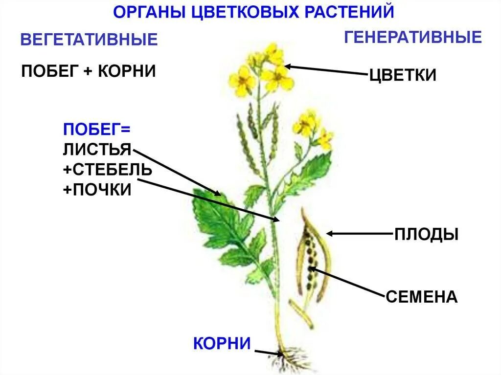 Схема строения органов цветкового растения. Вегетативные органы цветковых растений строение. Вегетативные органы растений и генеративные органы растений. Вегетативные органы цветкового растения схема.