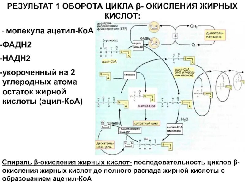 1 том 1 цикл 1. Схема цикла в-окисления жирных кислот. Промежуточный продукт b-окисления жирных кислот:. Один цикл β – окисления жирной кислоты. Биохимический механизм окисления жирных кислот.