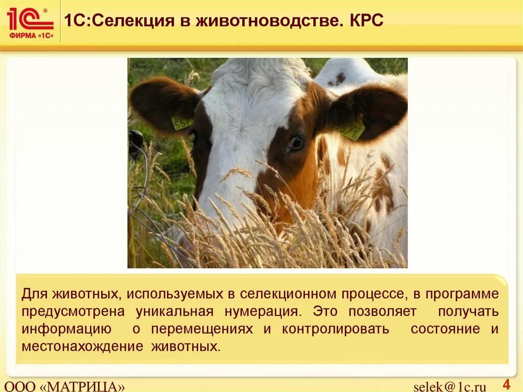 Селекция в животноводстве. Селекция в животноводстве крс. селекционер в животноводстве. достижения селекции в животноводстве.