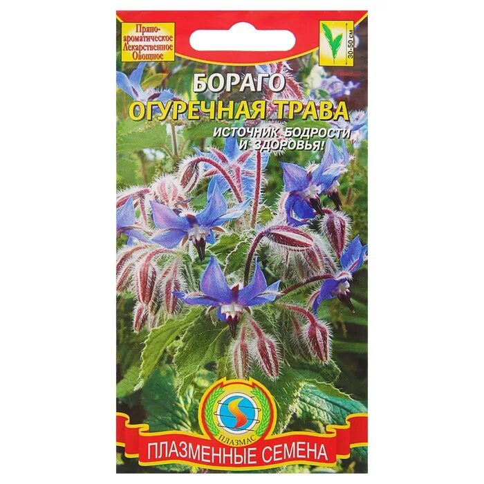 Семена бораго огуречная трава. Огуречная трава семена. Огуречная трава семена. Огуречная трава фото. Семена огуречная трава гном.