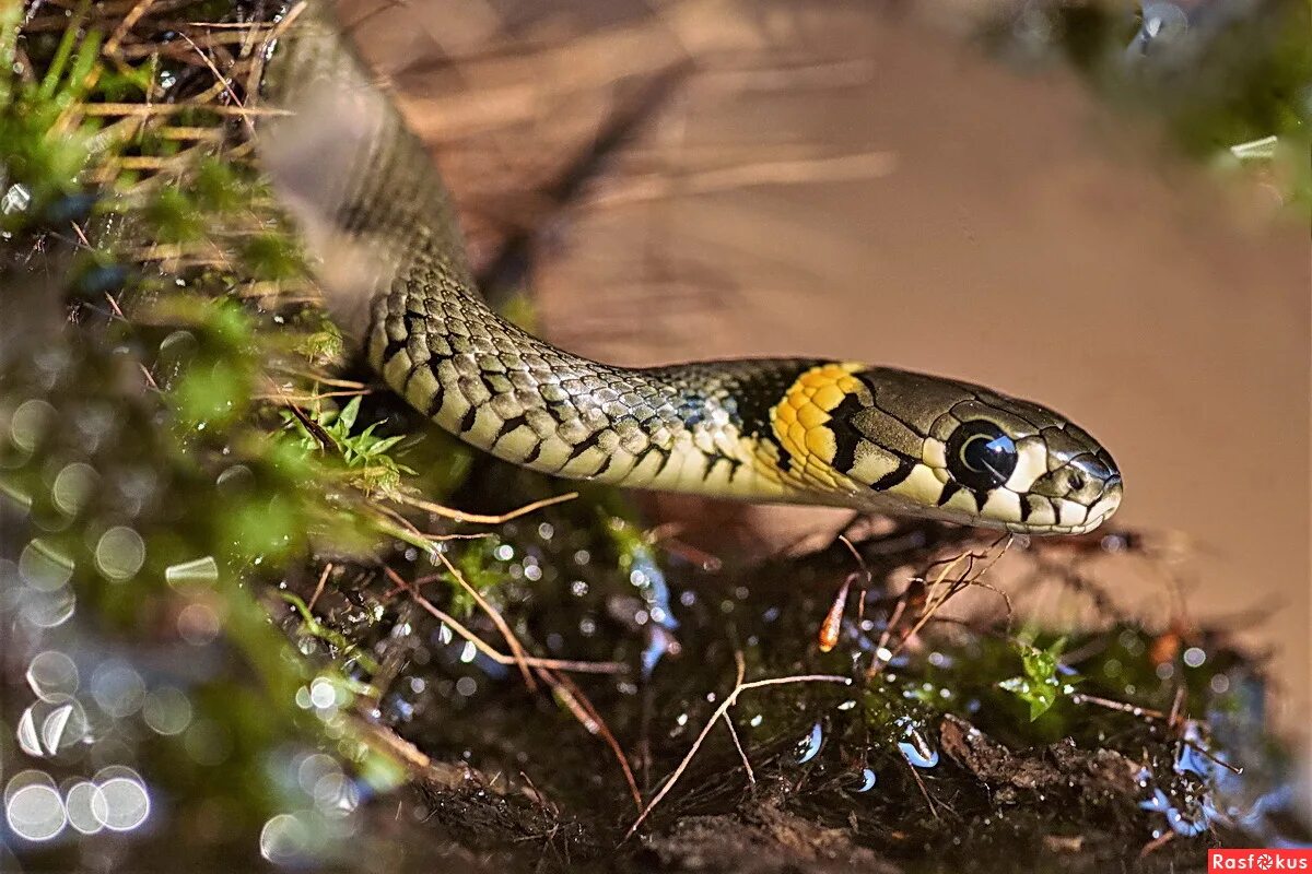 ). Река ужа дорогобужский район. Обыкновенный уж ужеобразные. Змея уж обыкновенный. Уж в абхазии.