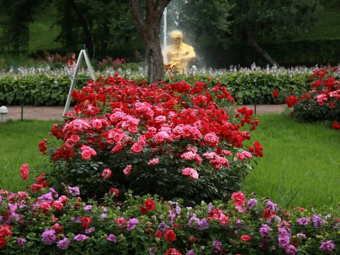 Розарий видео. Клумба для роз. Розы в саду. Мишель томас британия розовый сад. Розарий рептона.