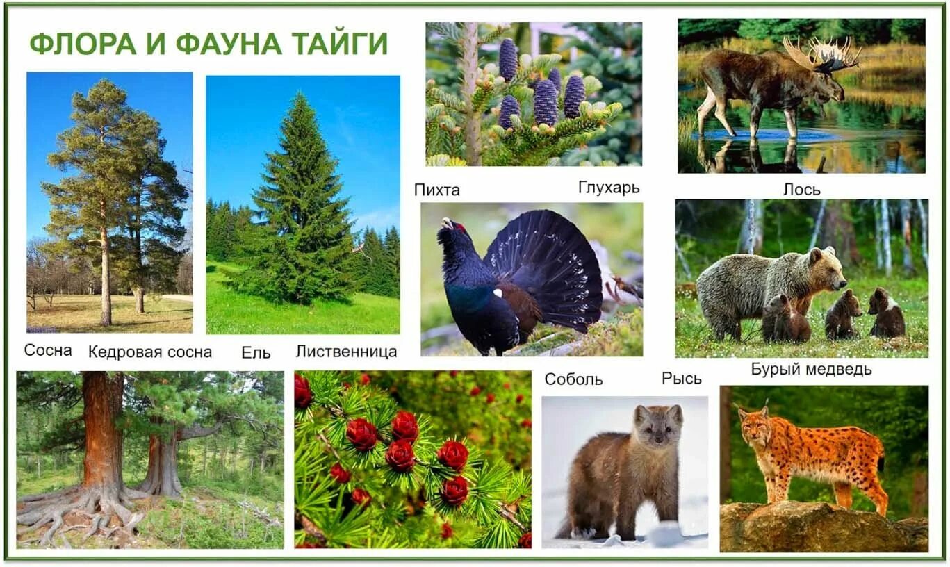 Какие растения и животные есть в тайге
