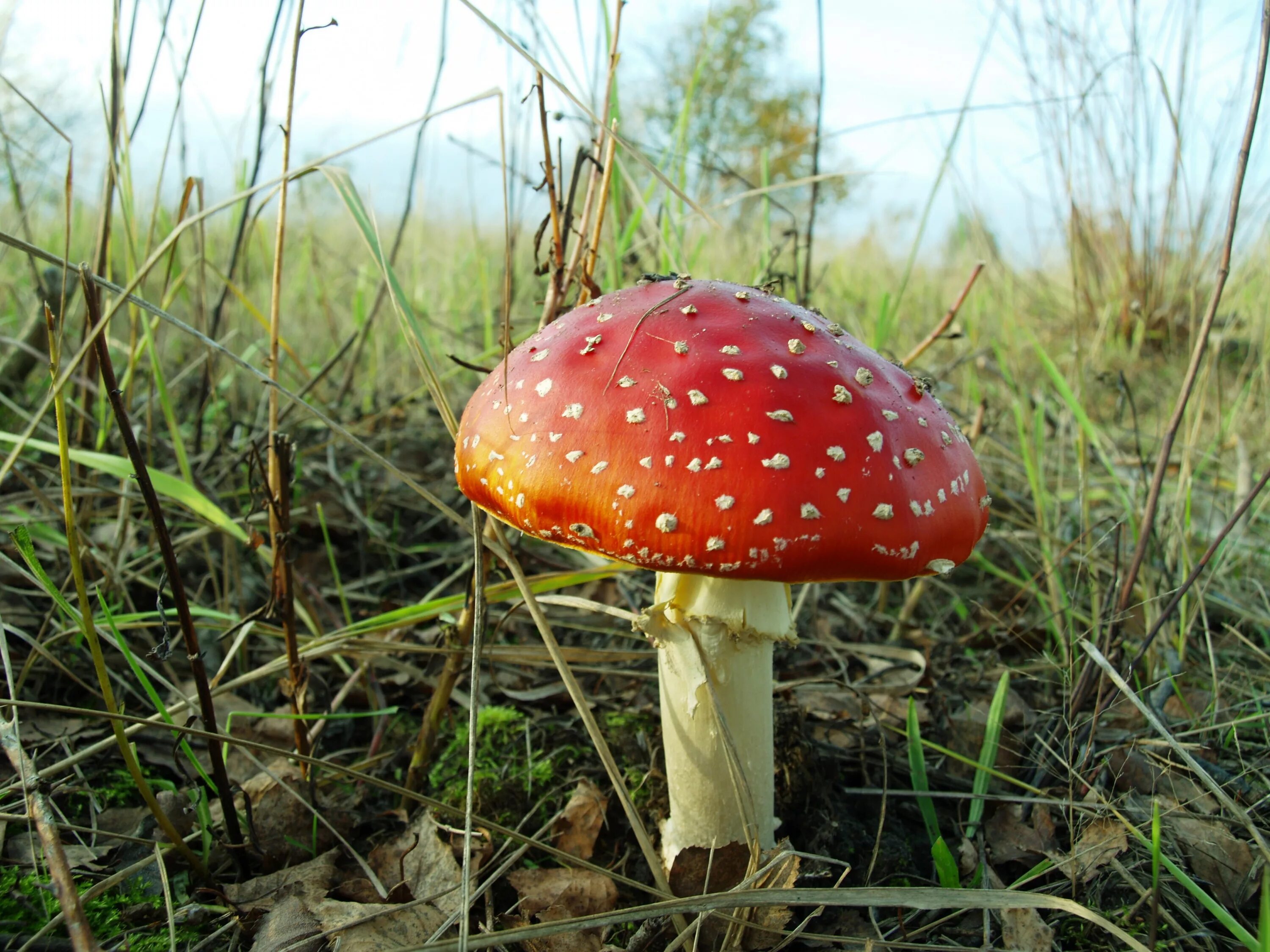 Мухомор красный (лат. Amanita muscaria) —. Мухомор желтоножковый. Красный мухомор сыроежка. Грибы боровики сыроежки. Трубчатые грибы поганки