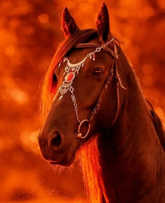 Pin on A N I M A L S Dapple grey horses, Grey horse, Horses