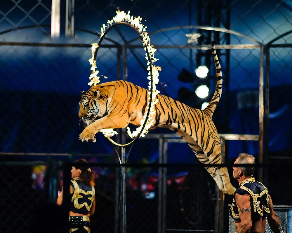 империя львиц цирк новосибирск. цирк никулина белые тигры дрессировщик. дрессировщица тигров в цирке. выступление тигра в цирке. цирк будущего фото.