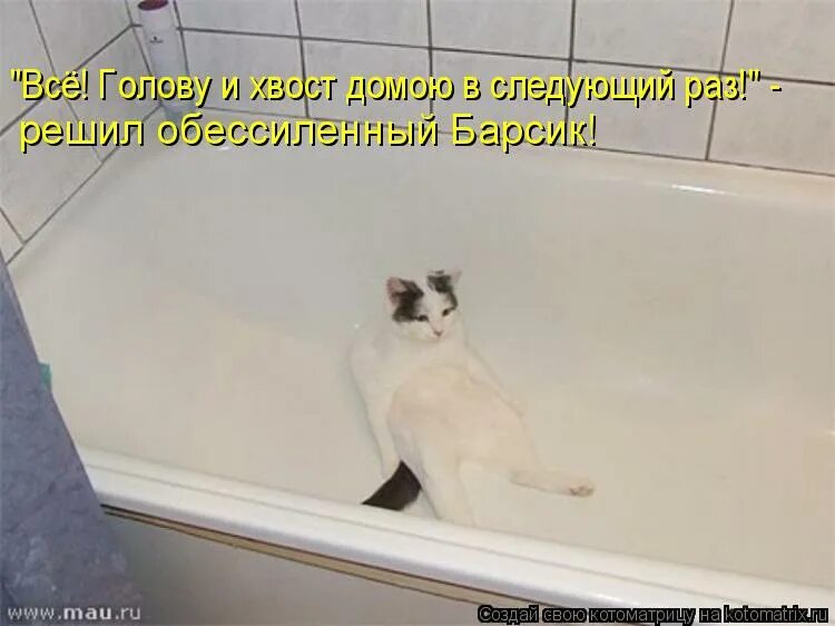 Обессилить. Кот в ванне. Смешной кот в ванне. Кот в ванной Мем. Коты в ванной мемы.