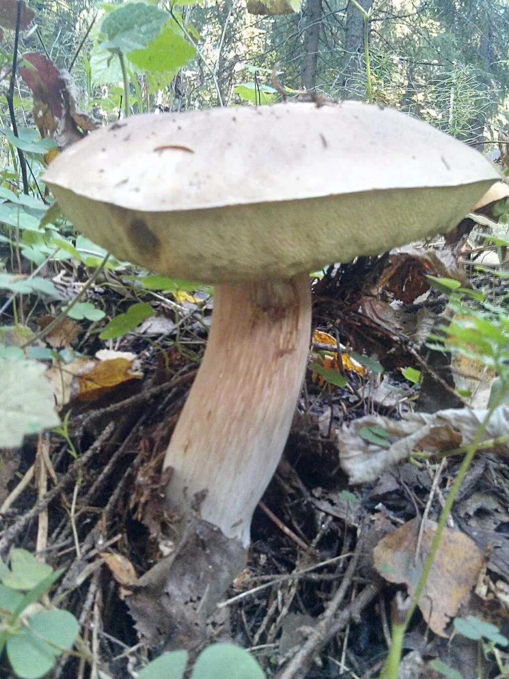 Белый гриб берёзовый. Боровик на березе. Белый гриб берёзовый boletus betulicola. Грибы под березой. Болетус эдулис.