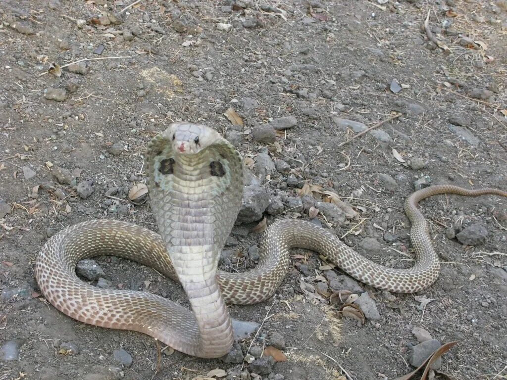 Snakes are dangerous. Змея очковая Кобра. Индийская Кобра (Naja Naja). Королевская Кобра серая. Очковая гадюка.