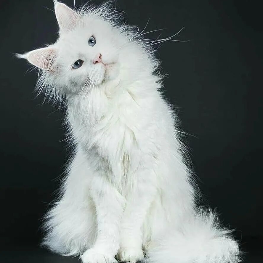 Белый мейкун. Мейн кун белый. Белая кошка Мейн кун. Мейн кун альбинос. Белые Мейн куны.