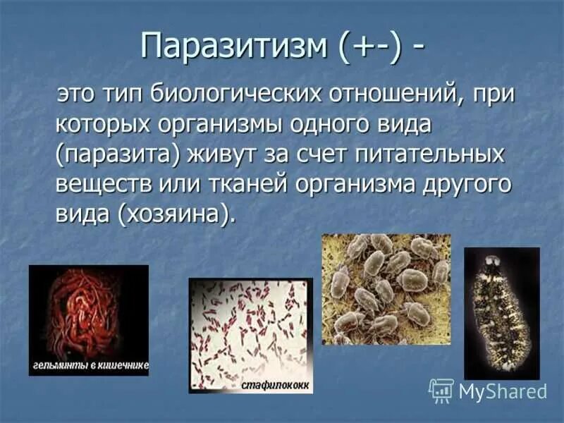 Паразиты человека и животных. Паразитические организмы. Живут за счет живого организма. Паразиты это в биологии определение. Паразиты организменной среды обитания.