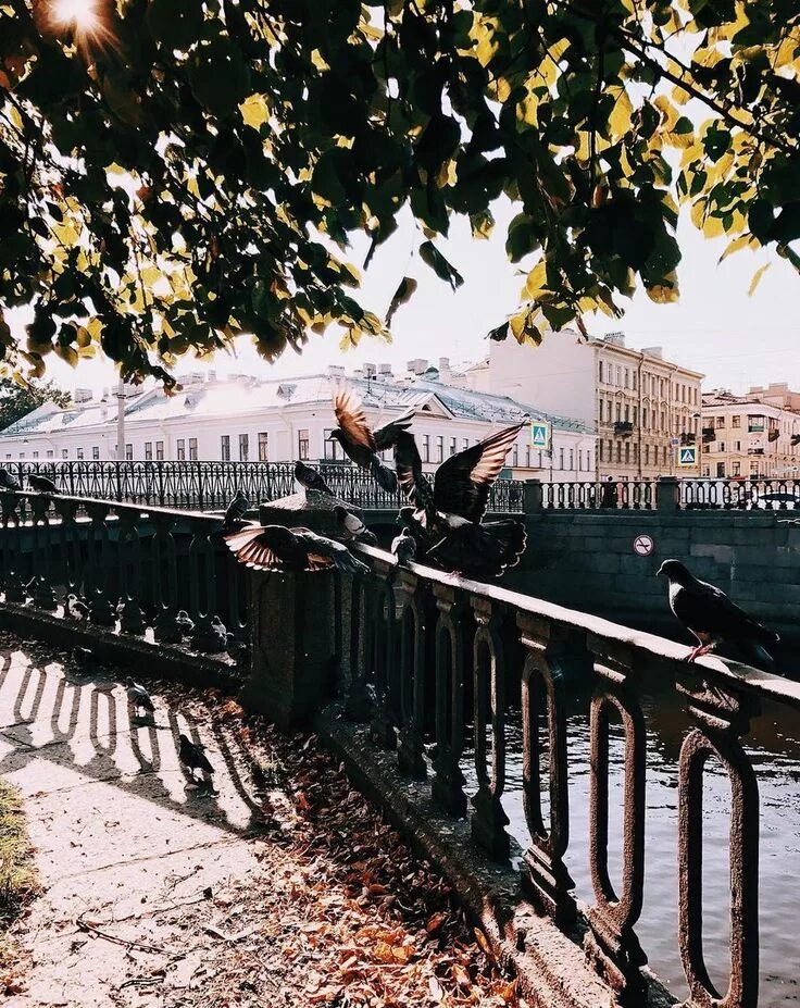 Питер утро лето. Солнце в петербурге. Пантелеймоновский мост. Солнечное утро в питере. Солнечный санкт-петербург.