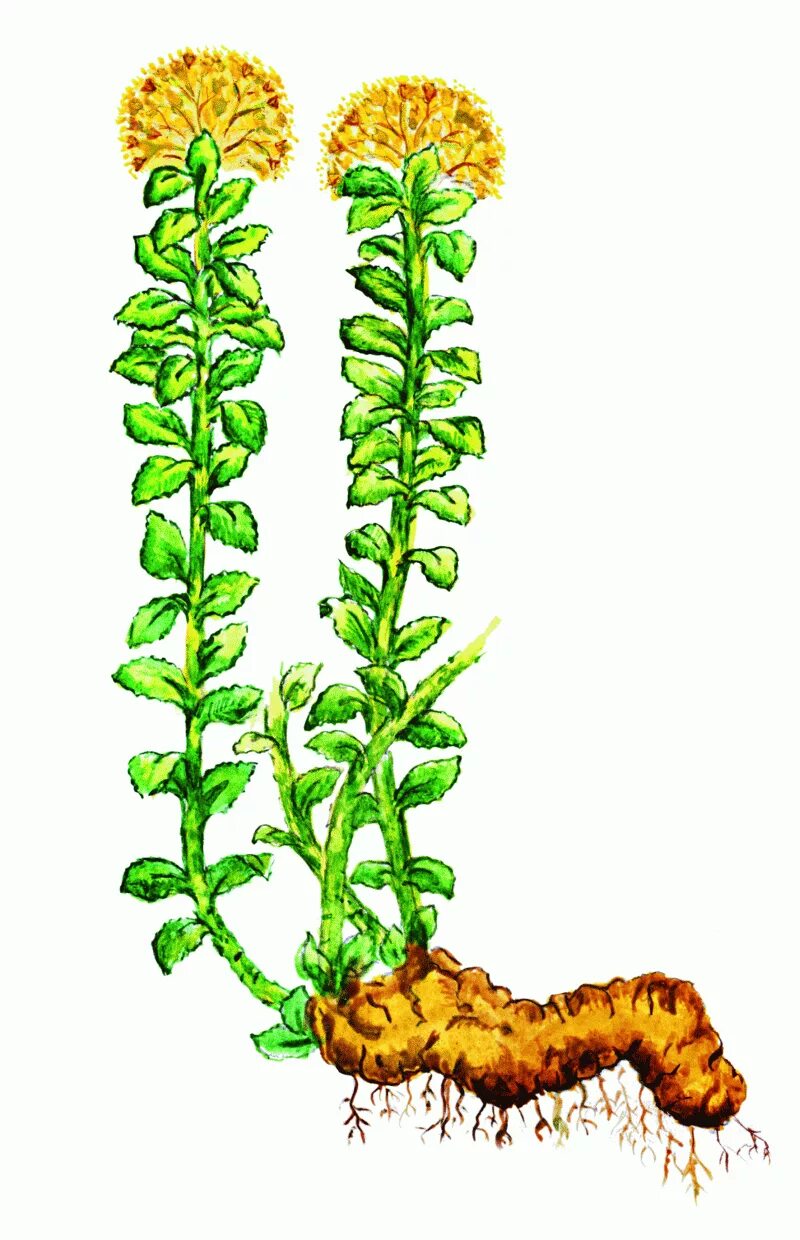 корень родиола иремельская. родиола розовая корневище. родиола корни с корневищами. родиола розовая ареал произрастания. корневище и корни родиолы.