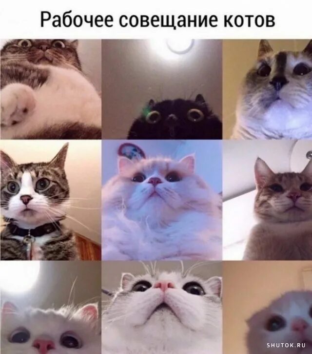 Мемы про котов. Котик Мем. Котики смешные мемы. Популярные коты мемы.