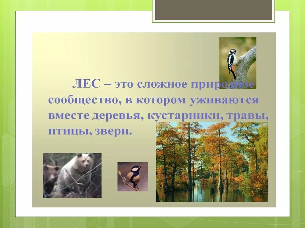 Природное сообщество лес 5 класс биология. Презентация на тему лес. Природные сообщества презентация. Рассказ о природном сообществе. Сообщение на тему природные сообщества леса.