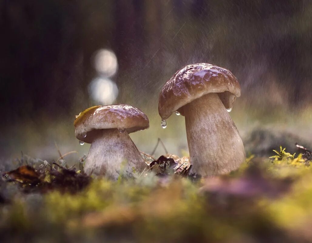 Дождя больше грибов. Грибной дождь. Грибы после дождя. Грибы под дождем. Грибы под дождём в лесу.