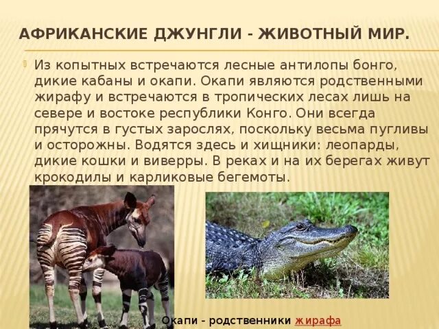 Сообщение о животных тропического леса 1 класс. Животные тропического пояса. животный мир джунглей. животные и растения тропического пояса. животные в тропиках африки.