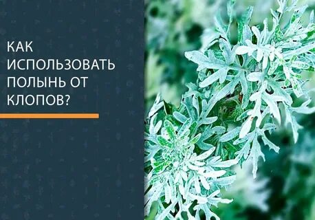 Полынь от клопов