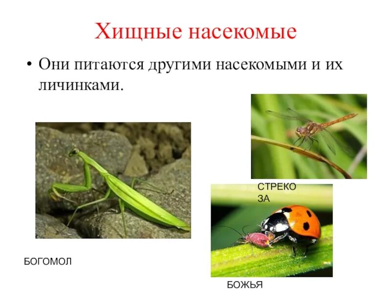 Богомол божья коровка. Растительноядные насекомые 2 класс окружающий мир. Хищные насекомые. Хищные насекомые названия. Растительноядные насекомые и Хищные насекомые.