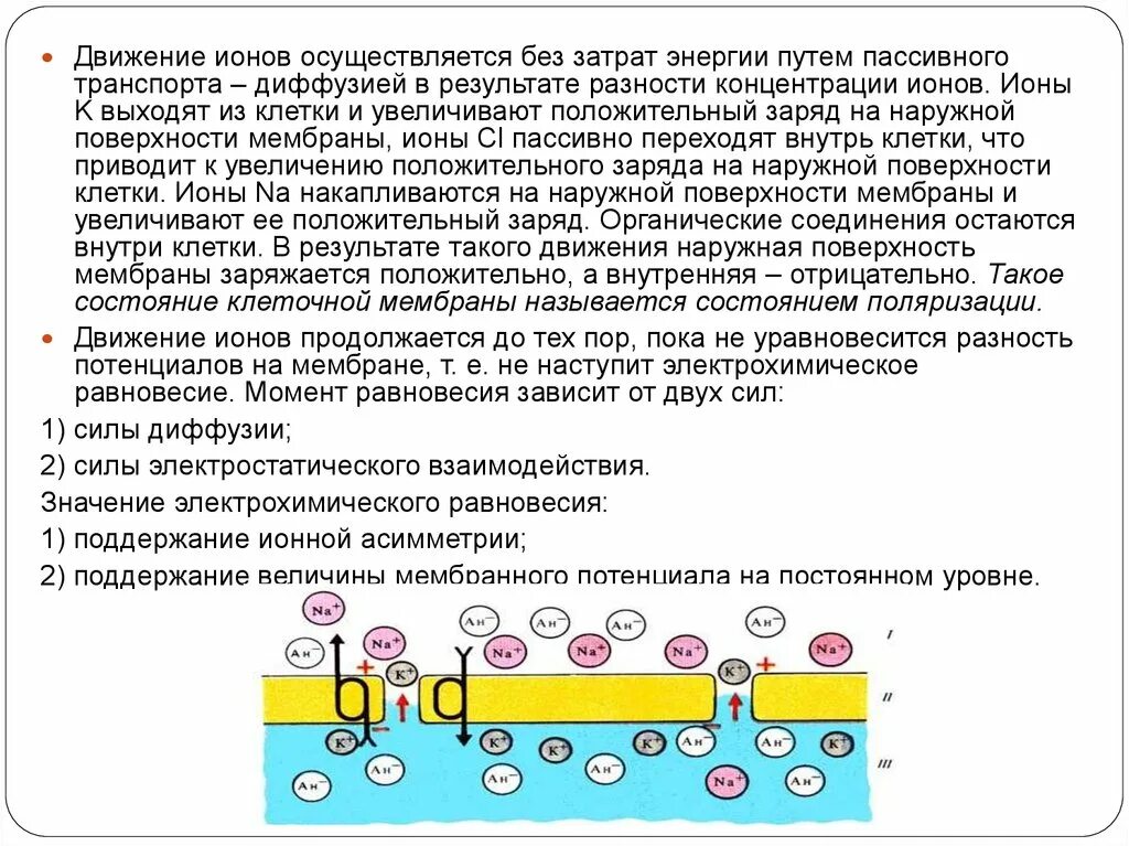 Пассивный транспорт ионов. Движение ионов. Заряд наружной поверхности мембраны.