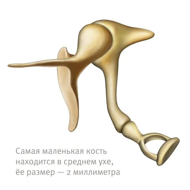 Самая маленькая кость у человека где находится. Молоточек наковальня стремечко анатомия. Стремечко анатомия Синельников. Кость человека стремечко. Слуховые косточки человека.