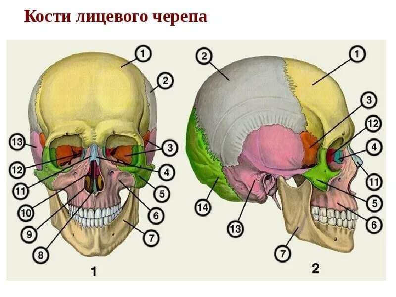 Скелет головы череп отделы. Кости лицевого отдела черепа сбоку. строение черепа человека анатомия. кости черепа анатомия. строение костей лицевого отдела черепа человека.
