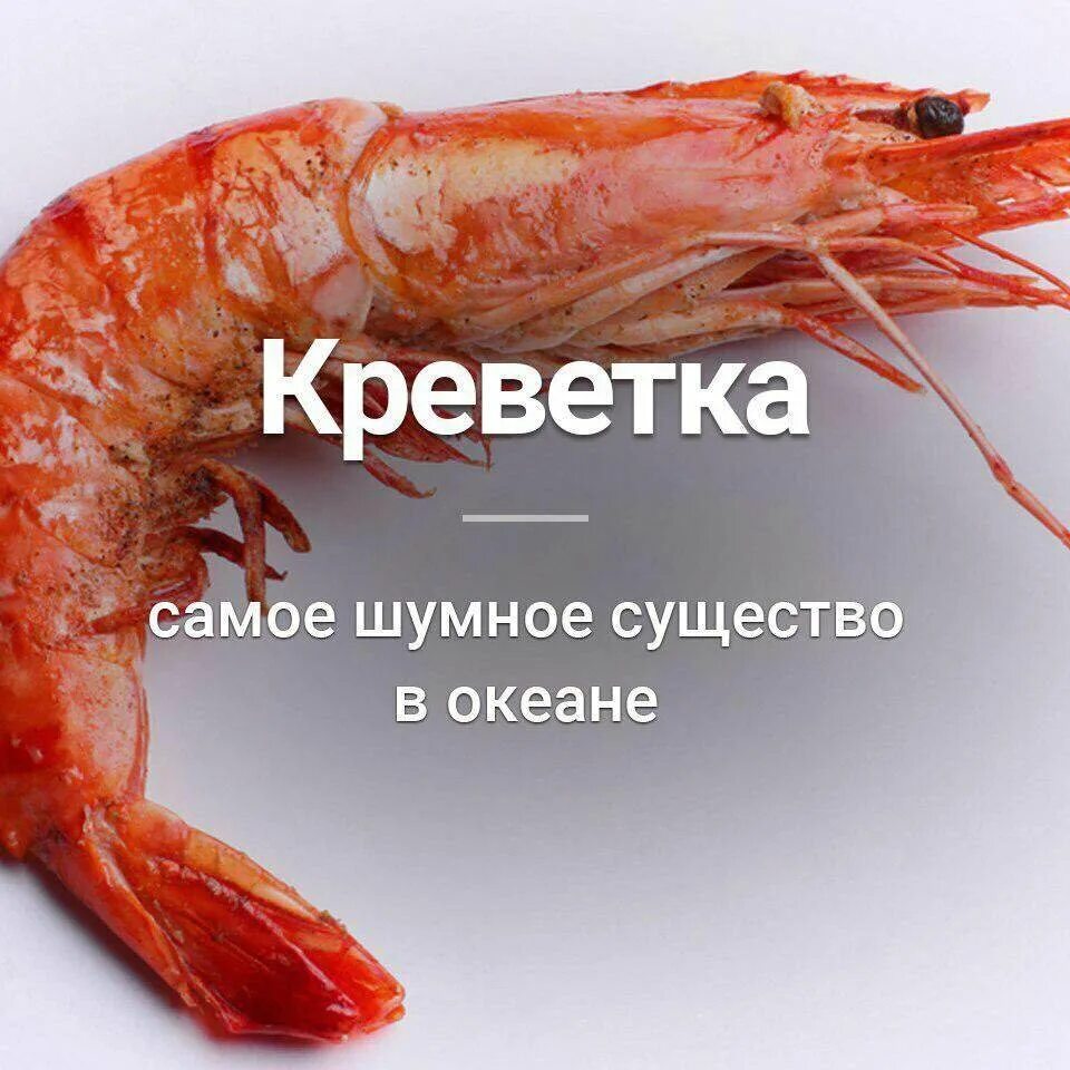 разновидность криветков. сфера с креветками. хочешь съесть креветок. почему хочется креветок. королевская креветка свежезамороженная.