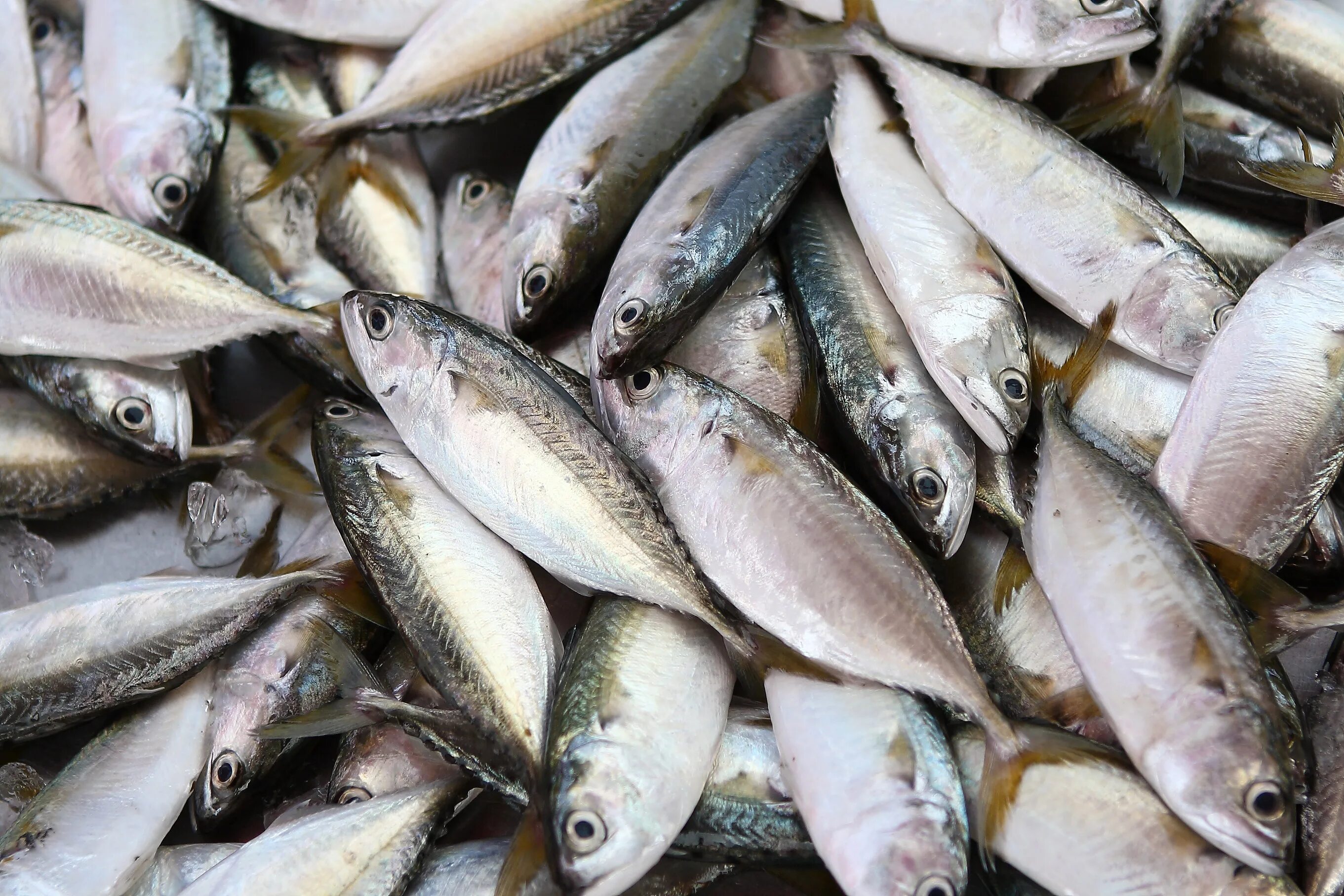 Фаршированная рыба в духовке скумбрия. Рыба через плечо. Рыба рожает. Похлебкин скумбрия фаршированная овощами. Частое употребление рыбы.