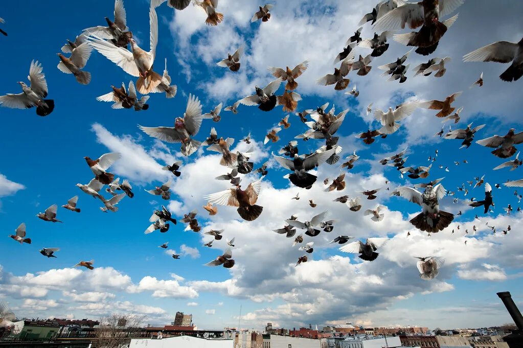 Птицы над городом. Много птиц. Голуби в небе. Стая голубей.