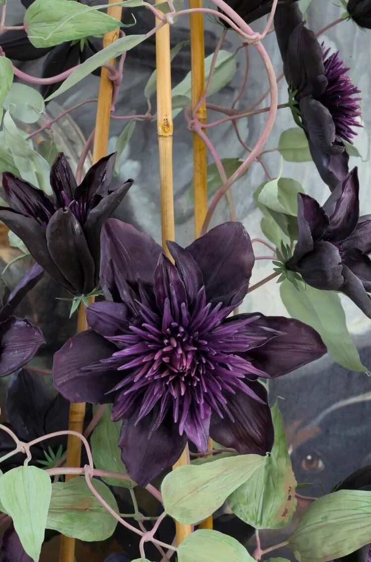 Клематис Black Prince (Черный принц) купить выгодно ✵ Сады-Эдема.рф -интернет ма