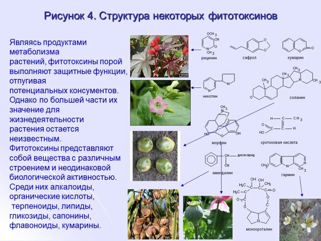 Фитотоксины. Токсины растений. Фитотоксины растений. Токсины растений классификация. Токсины высших растений.
