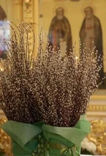 Верба на введение во храм пресвятой богородицы