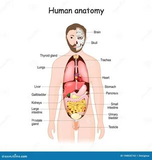 Внутренности Человека Расположение Женщина - 59 фото