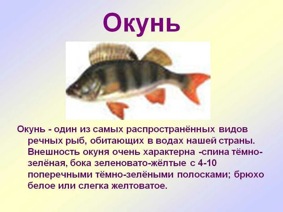 Рассказ про окуня. Доклад про рыб. Сообщение о любойтрыбе. Окунь для детей кратко.