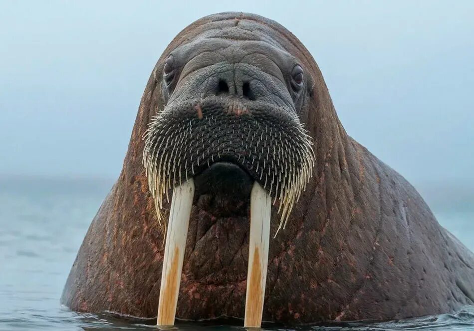 Серж морж. Лаптевский морж. Ластоногие моржи. Атлантический подвид моржа.