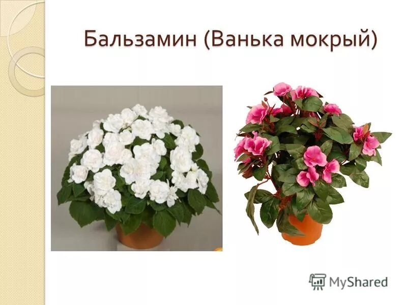 Как поливать мокрую ваньку