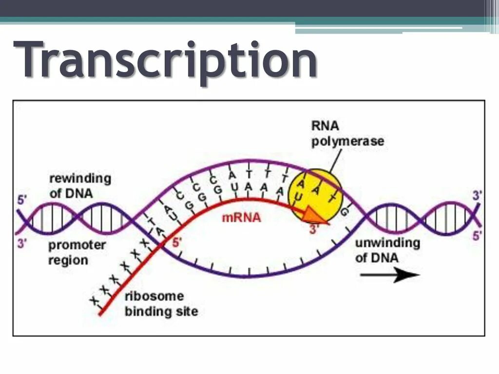 Транскрипция ДНК схема процесса. Схема транскрипции синтеза белка. Схема процесса транскрипции. Транскрипция биология схема.